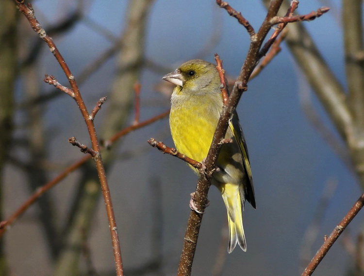 Carrellata di Verdoni - Carduelis chloris